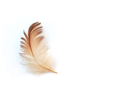 feather on white backgroundの写真素材