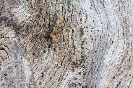 wood tree patternの写真素材