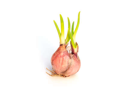 Onion on white backgroundの写真素材