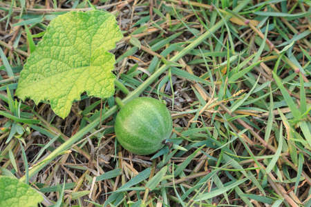 watermelon fruits small green