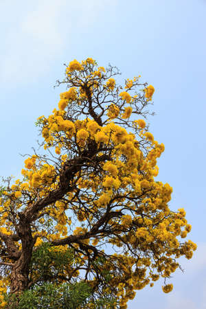 tree yellow on blue sky soft focusの写真素材