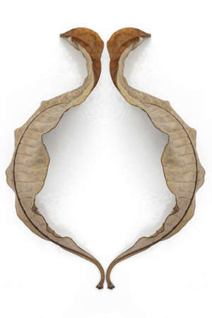 leaf  dry on white background