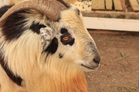 Sheep in the penの写真素材