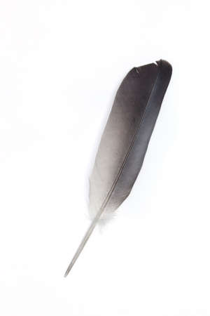 feather on white background