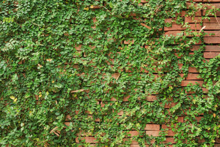 grass on wall