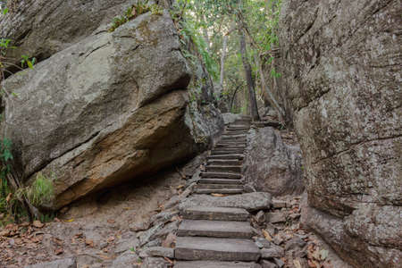 stair pathway stone in forest