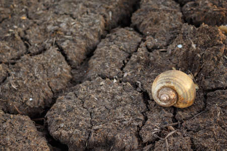 dry dead shellfish inanimate