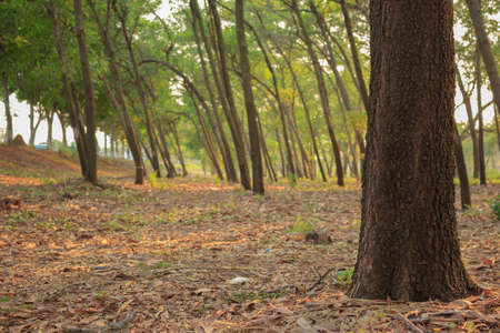 tree forest soft focus soft light