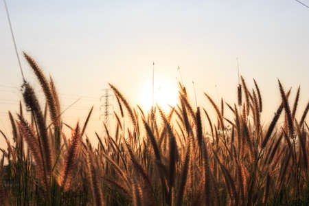 Grass at sunsetの写真素材