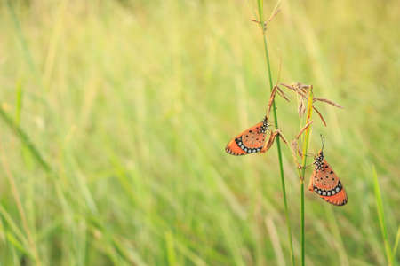 butterfly nature background on grass green and sunsetの写真素材