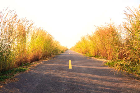 Roads with thick grass on the side.の写真素材