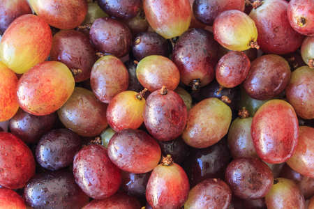 red grapes on white backgroundの写真素材