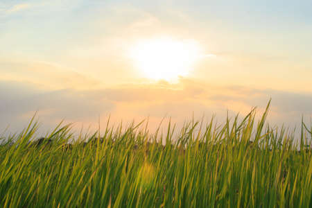 landscape sun sunrise sunset green  backgroundの写真素材