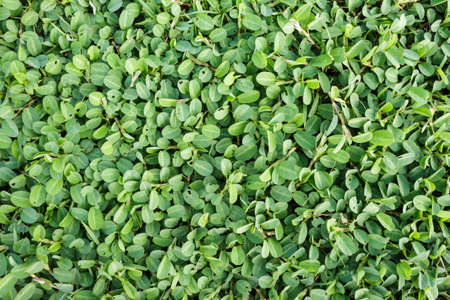 grass green pattern nature background