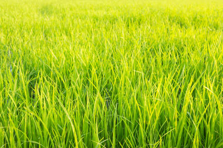 landscape rice green field nature backgroundの写真素材