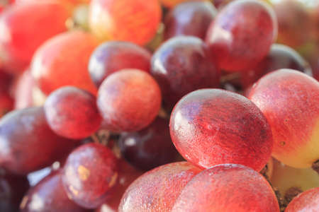 red grapes on white backgroundの写真素材