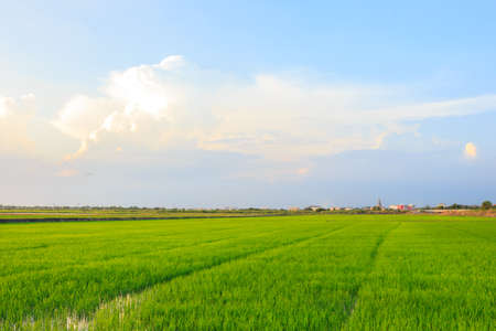landscape rice green field nature background