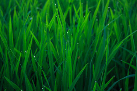 water drops on leaf rice in field countryside aboundの写真素材