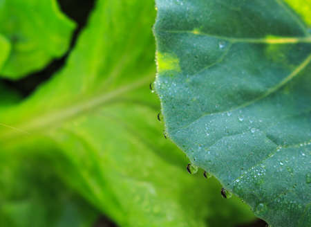 water drops on leaf green in dardenの写真素材