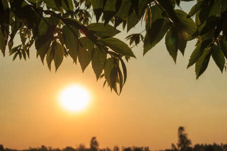 sunset through leaves nature backgroundの写真素材