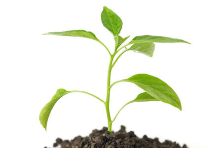 green tree sprout plants growing hope ecology on white backgroundの写真素材