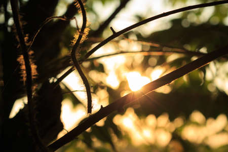 sunset through leaves nature backgroundの写真素材