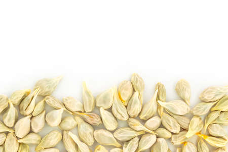 seed orange  fruit fresh on white background