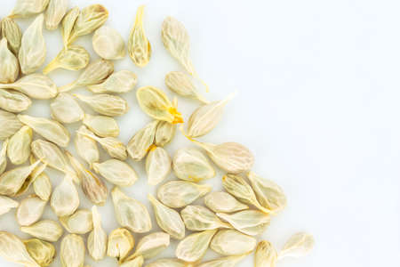 seed orange  fruit fresh on white backgroundの写真素材