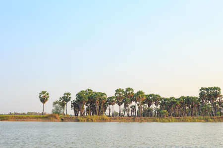 countryside and sugar palm green grass nature backgroundの写真素材