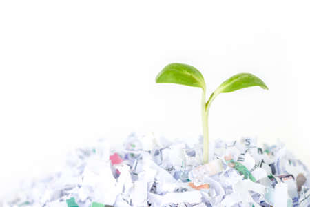 seed sprout growth recycle protect environment nature on white backgroundの写真素材