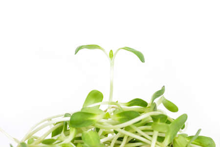 green seed sprout sunflower germination growth ecology on white background