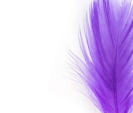 feather purple texture pattern abstract soft backgroundの写真素材