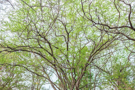 tree branch green park forest nature backgroundの写真素材