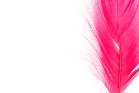 feather red texture pattern abstract soft backgroundの写真素材