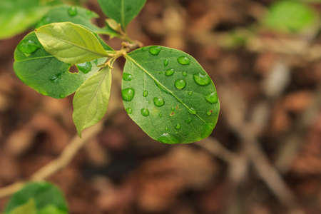 leaf water drop rain raindrop nature backgroundの写真素材