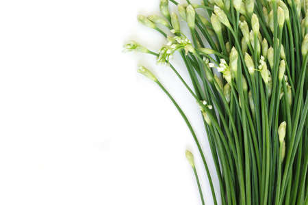 chinese chive flowerring onions stalk vegetable food on white backgroundの写真素材