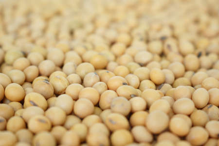soy bean plant seed healthy vegetable food nature backgroundの写真素材