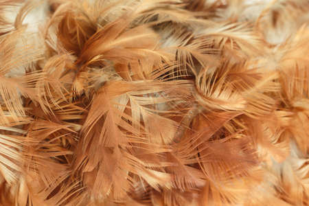 feather brown texture pattern abstract soft backgroundの写真素材