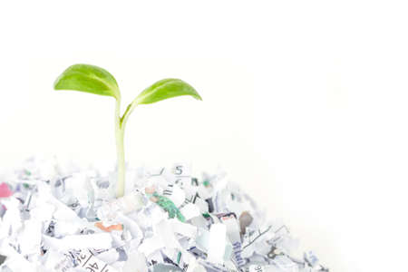 seed sprout growth recycle protect environment nature on white backgroundの写真素材