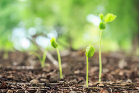 seed germination growth into forestの写真素材