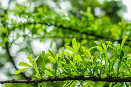 green leaf branch on green blur background.の写真素材