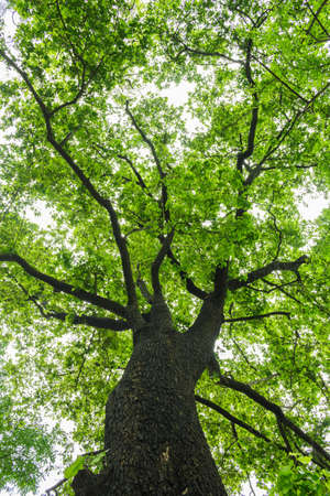 Trees sprawl into the forest during the rainy season.