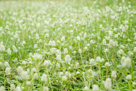 White flowers grass field that bloom in the rainy season.の写真素材