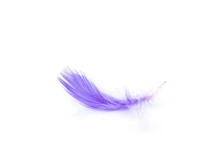 feather purple texture pattern abstract soft backgroundの写真素材