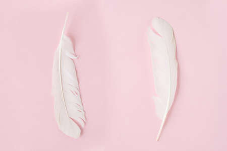 white feather on pink background.の写真素材