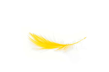 feather yellow texture pattern abstract soft backgroundの写真素材