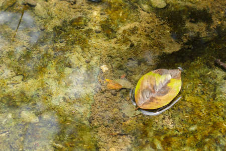 Leaves falling on a creek in the woods.