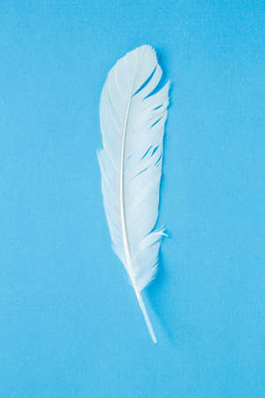 white feather on blue background.の写真素材