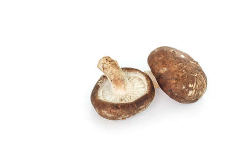 mushrooms on white background.の写真素材