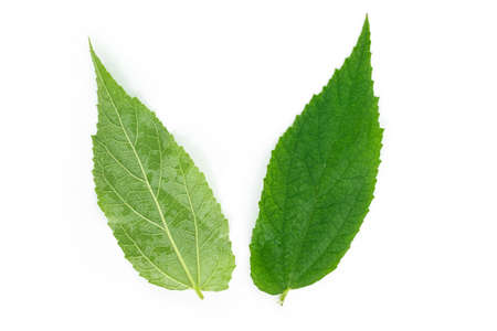 green leaf texture on white background.